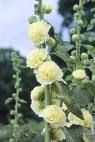 Alcea Rosea