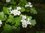 Alıç , Akdiken , Geyikdikeni Crataegus Monogyna