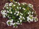 Alisum , Kuduzotu Alyssum Maritimum