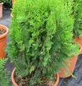 Altuni Mazı Thuja Orientalis Aurea