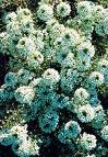 Alyssum Maritimum