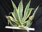 Amerikan Agavı , Yüzyıl Bitkisi Agave Americana L.