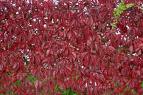 Amerikan Sarmaşığı Parthenocissus Quinquefolia