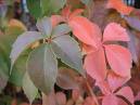 Ampelopsis Guingifolia