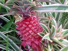 Ananas Ananas Comosus