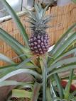Ananas Comosus