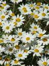 Anthemis Punctata Vahi Subsp Capaniana