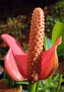 Anthurium Andreanum