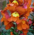 Antirrhinum Majus