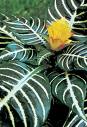 Aphelandra Squarrosa
