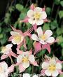 Aquilegia Hybrida
