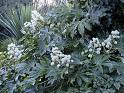 Aralya Fatsia Japonica