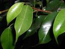 Armut Yapraklı Kauçuk , Benjamin Ficus Benjamina