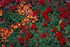 Aslanağzı Antirrhinum Majus