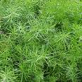Asparagus Densiflorus (Sprengeri)