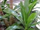 Aspidistra Elatior