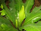 Asplenium Asplenium Nidus