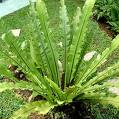 Asplenium Nidus