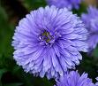 Aster Novi-Belgii (Marie Ballard)