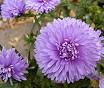 Aster , Saraypatı Aster Novi-Belgii (Marie Ballard)