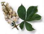 At Kestanesi Aesculus Hippocastanum