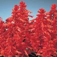 Ateş Çiçeği , Labiatae Salvia Splendens