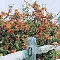 Ateş Dikeni Pyracantha Coccinea