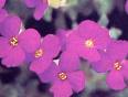 Aubrieta Deltoidea L.