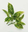 Aucuba Japonica