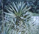 Avize Çiçeği Yucca Gloriosa