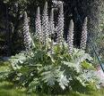 Ayıpençesi Acanthus Mollis