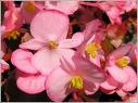 Bahçe Begonası Begonia Semperflorens