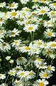 Bahçe Papatyası Anthemis Punctata Vahi Subsp Capaniana
