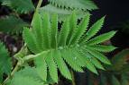 Balçiçeği , Balotu Melianthus Major