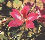 Bauhinia Purpurea L.