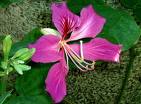 Bavhinya , Kelebekağacı Bauhinia Purpurea L.