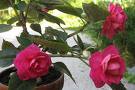 Begonia Elatior Hybr.