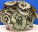 Begonia Rex