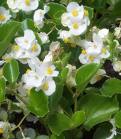 Begonia Semperflorens