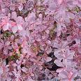 Berberis Kadın Tuzluğu , Kırmızı Berberis Berberis Thunbergii