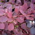 Berberis Thunbergii
