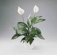 Beyaz Yelken Çiçeği Spathipyllum Wallisii