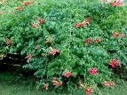 Bignonia Radigans