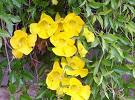 Bignonia Unguis