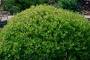 Bodur Pitosporum Pittosporum Nanum