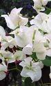 Bougainvillea Buttiana