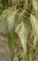Brachychiton Populneus R.Br.