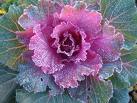 Brassica Oleracea Var. Acephala