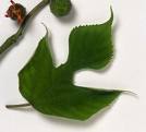 Broussonetia Papyrifera