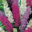 Buddleja Davidii